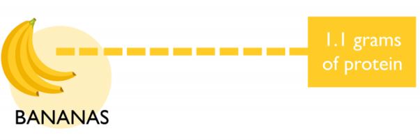 How much Protein is in a Banana? - Journal of Bananas