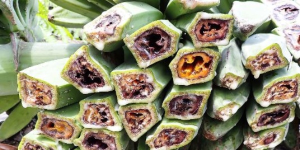 Diseases of banana plant