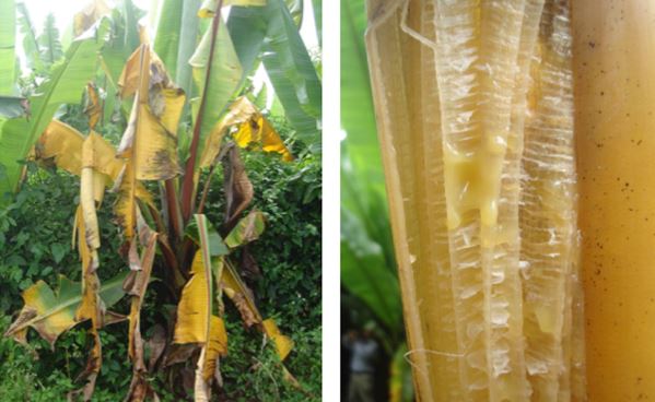 Xanthomonas bacterial wilt of banana