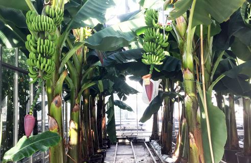 Bananas in a greenhouse