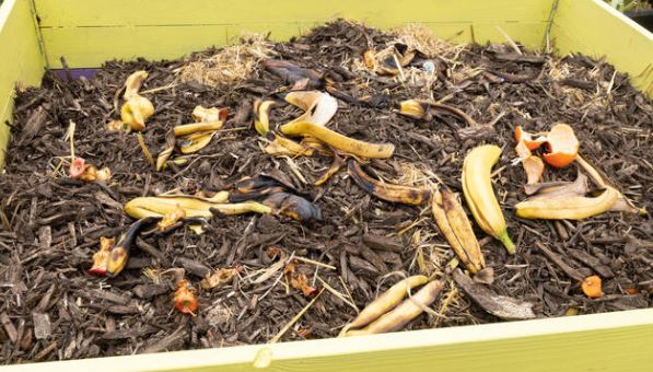 Uses of banana for composting