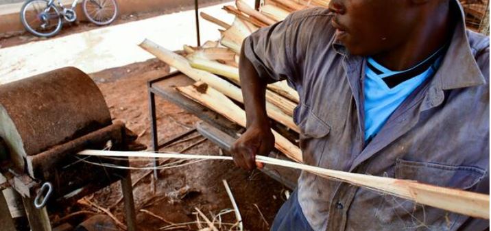 Banana stem for animal feed