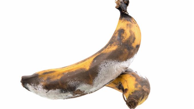 Ethylene causes rotting of bananas