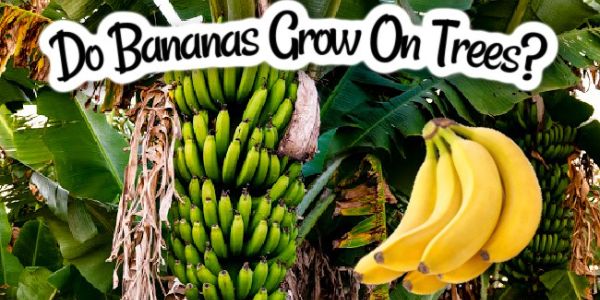 How do bananas grow