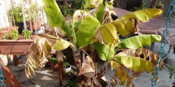 Signs of overwatered banana plants