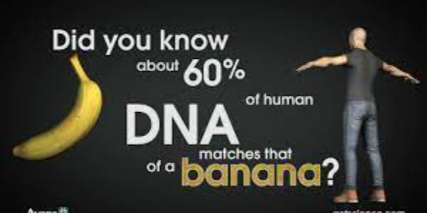 How Much DNA Do We Share with Bananas?
