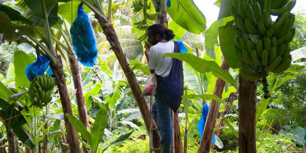 Where did bananas originate?