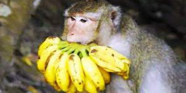 How many bananas do monkey eat a day?