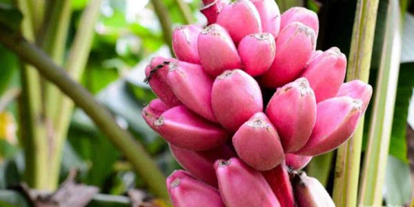 Are pink bananas edible?