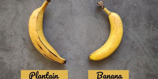 Are plantains bananas?